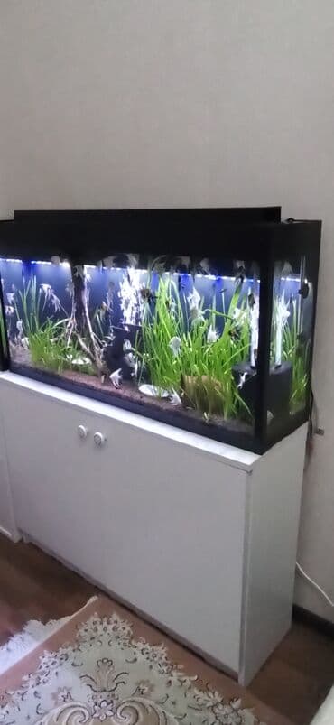 Gəmiricilər: Böyük həcmli akvarium komplekti - Şüşə akvarium: ön və yan tərəfləri — 3