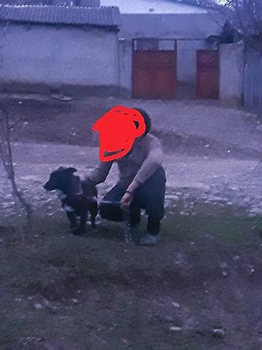 quba heyvanlar: İt – orta ölçülü, qara rəngli, ağ sinə ləkəli. Qısa tüklü, güclü bədən — 1