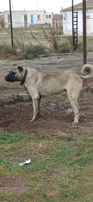 Kanqal, 2 il, Erkek, Peyvəndli