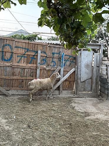 it bazari 2018: Quzu, Erkək, ay: 8, 33 kq, Ətlik, Ünvandan götürmə, Ödənişli çatdırılma — 2