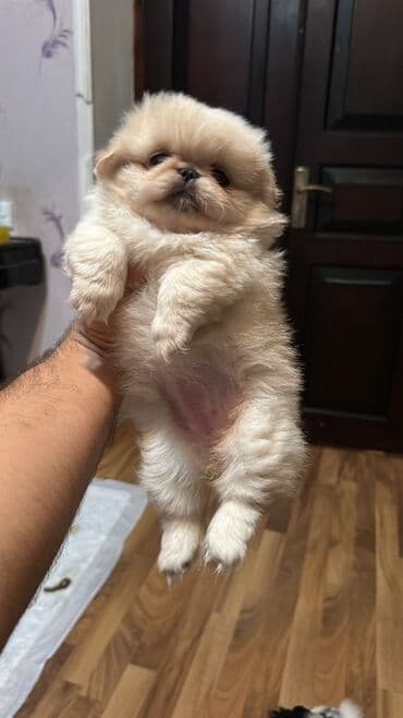 купить хаски щенка: Pekines, 2 ay, Dişi — 5