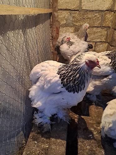 kend toyuqlari: Toyuq, Brama, Damazlıq — 3