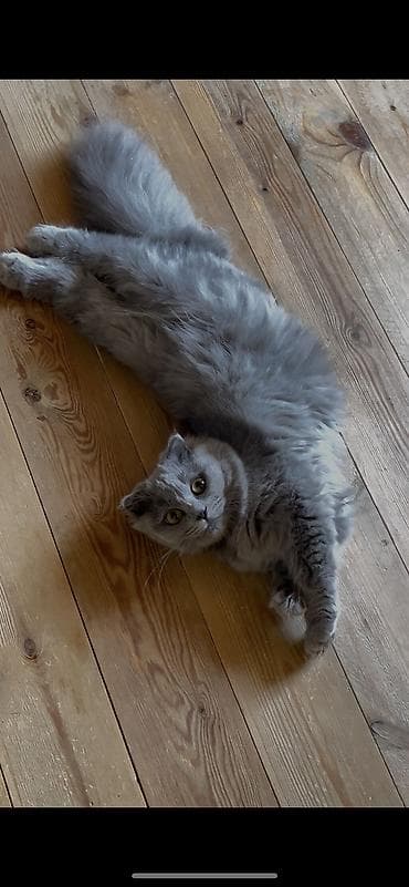 Птицы: Шотландская длинношерстная, Самка, Для вязки, Самовывоз — 1