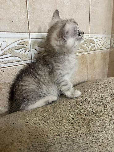 heyvan satisi: Gümüşü rəng çalarlarında, qısa tüklü balaca pişik balası. - Gözləri — 1