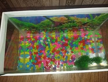 baliq satilir: 35sm uzunluğu olan akvarium satılır . içində 5dene balıq var. hamısı — 3