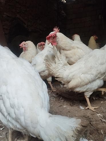 toyug fermasi: Toyuq, Liqorin, Yumurtalıq — 3