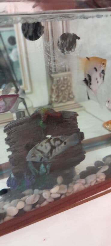 bmw 1 серия 114i mt: Прямоугольный аквариум, Вместе с рыбами, 20 л, Самовывоз — 6