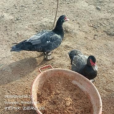 Cücələr: Damazlığ istiyən buyurusun deməy olar ki çoxu yumurtduyur Qiymət lal — 5