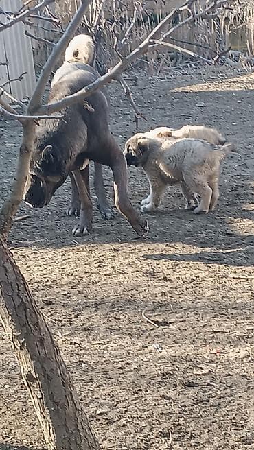 sabuncu it bazari: Kanqal — 10