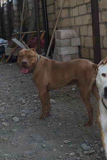 xacmaz heyvan bazari: Pitbul, 1 il, Erkek — 1