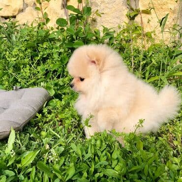 canavar balasi satilir: Şpitz — 8