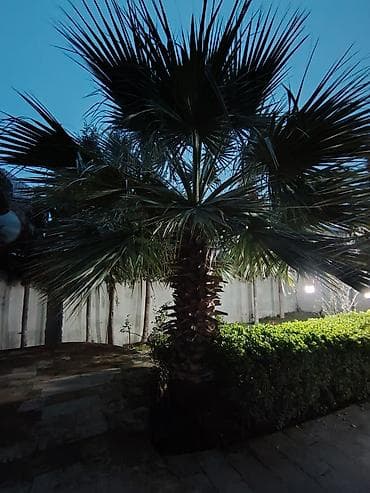 palma agaclari: Dekorativ palma ağacı – bağ və həyət üçün - Növ: Fan formalı — 3