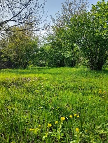 аренда и продажа недвижимости: 30 sot, Kənd təsərrüfatı, Mülkiyyətçi, Kupça (Çıxarış) — 5