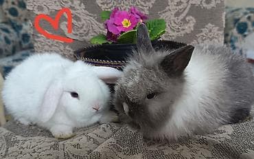 scottish fold satilir: Cinsler — 1