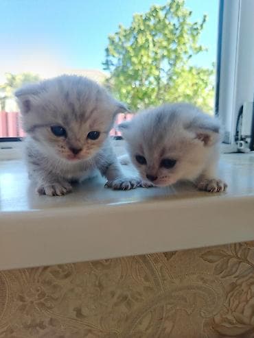 baliq akvarium satisi: Şinşilla, Erkək, Yaxşı əllərə, Ödənişli çatdırılma — 4