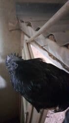 toyuq adlari: ENDIRIMLI. AYAM CEMANI TOYUQLARI VE CUCESI VE YUMURTALARI. YUMURTA — 5