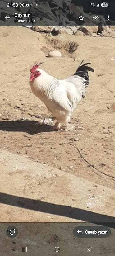 Satılır: Ağ-qara rəngli brahma xoruzu 9 aya kecib damazliqdr — 4