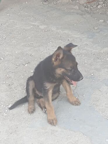 nemetskiy avcarka: Alman çoban iti, 2 ay, Dişi — 3