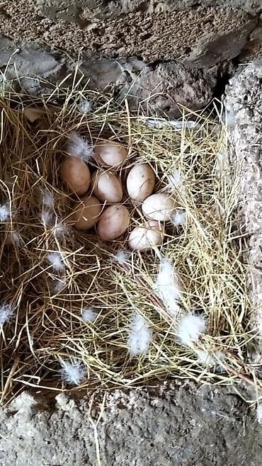 yumurta yagi: Ördək yumurtası - Təsvir: Şəkillərdə təsvir olunan, samanla — 3