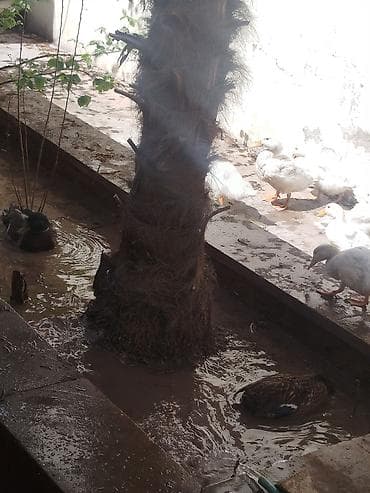 tap.az toyuqlar: Dişi, Yumurtalıq — 7