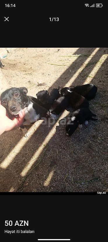 pulsuz it balalari: Ünvandan götürmə — 2