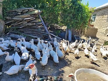 ruan ordeyi: Pekin Ağ ördəklər sürüsü satılır istyen əlage saxlasin 🦆🦆 — 1