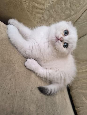 Şotland yastı qulaq — 4