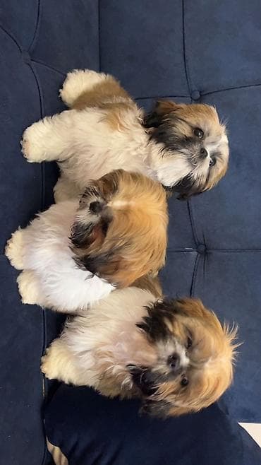 it yemləri: Shi-tsu, 3 ay, Peyvəndli — 2