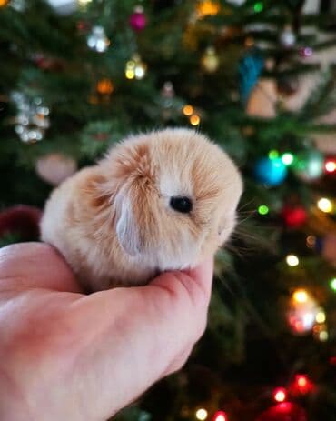 dovşan yemi: Dovsanlar mini lop cinsidi Holland lop mavi goz colkali bala — 5