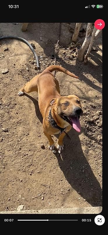 pitbull balasi satilir: Pitbul, Dişi — 3