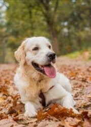 kafkaz coban iti: Labrador-retriver, 7 ay, Dişi, Peyvəndli, Ünvandan götürmə — 4