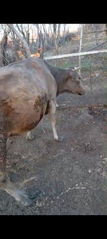 Quşlar: Mal 1 aydı doğub balasıda erkək — 3