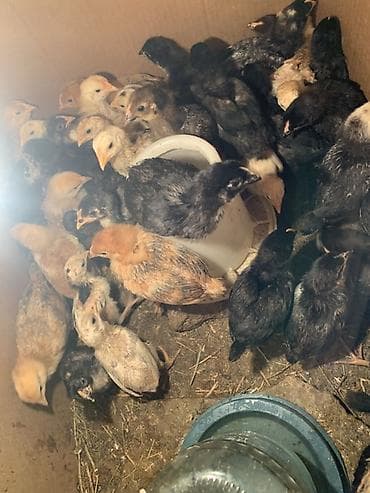 kənd toyuqlarının satışı: Toyuq cücələri, Ətlik — 2