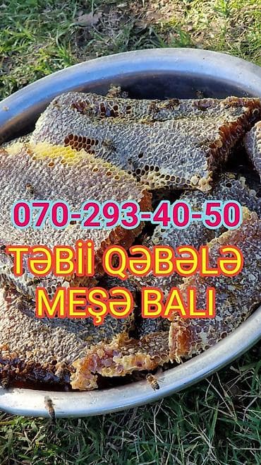 TƏBİİ MEŞƏ BALI SALAM ALEYKUM. ALLAHA HƏMD OLSUN TƏBİİ VƏ QATQISIZ