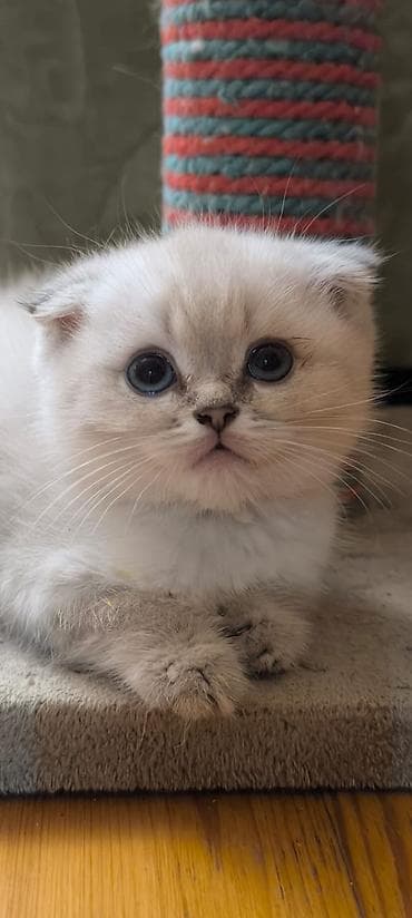 Şotland yastı qulaq — 6