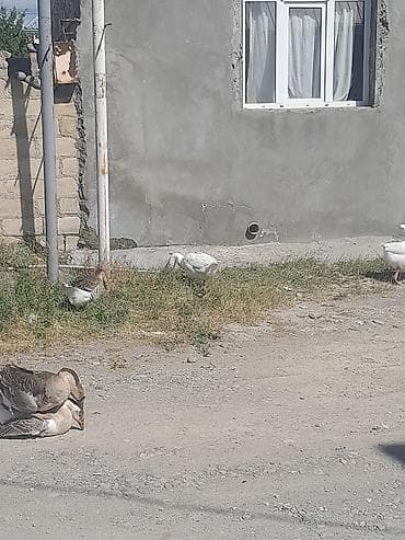 qurdbasar satilir: Erkək, | Linda, Damazlıq, Ödənişli çatdırılma — 7
