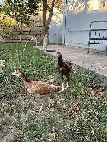 bildircin satisi: Toyuq cücələri, Damazlıq — 4