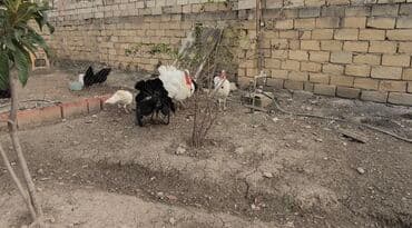 Erkək, Ətlik lalafo.az -da Erkək, Ətlik