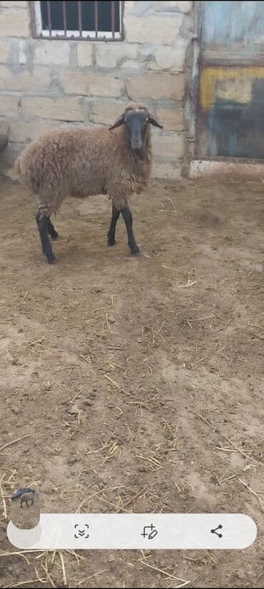 электрическая машинка для стрижки овец: Qurbanlig erkey quzudu diri çəksi 26 kilo — 6