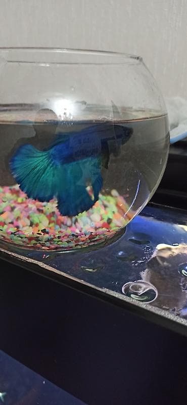 diri balıq: Betta (Petuşok balığı), Ünvandan götürmə — 2