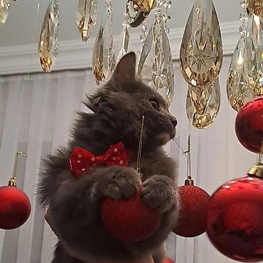 etibarli ellere pisik verirem: Pişiklər — 1