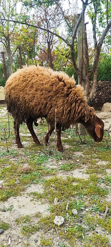 lalafo ev heyvanlari: Erkek toğlu 11 ayliğdi tam sağlam iri heyvandi — 2
