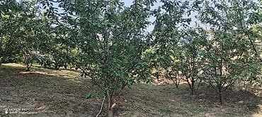 torpaq satşı: Kənd təsərrüfatı — 5
