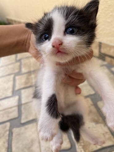 где можно купить котенка: Yaxşı əllərə — 2