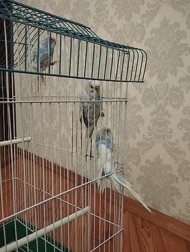 Кошки: Böyük ölçülü quş qəfəsi - Növ: ev quşları üçün metal qəfəs (müvafiq — 2