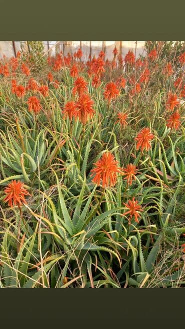 Çöl bitkiləri: Bu təsvirdəMüalicəvi aloe və Aloe vera bitkiləri təsvir edilmişdir — 1