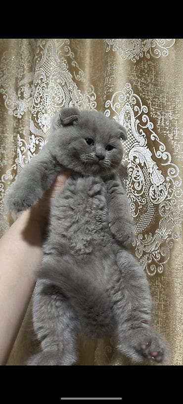 tuksuz pişik: Şotland yastı qulaq — 3