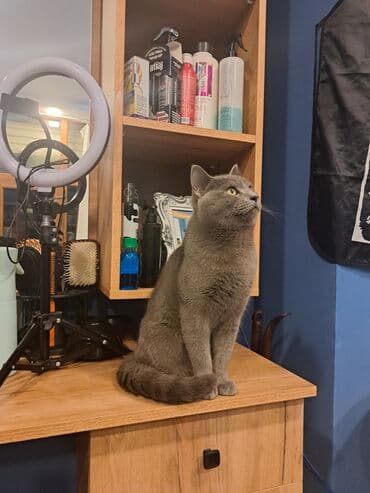 Çanta və çexollar: Şortlad satıram burda olmuyacam deyə sahiblənmək isdiyən ciddi şəxslər — 1