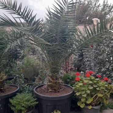 devedabani bitkisi: Xurma palması (Phoenix dactylifera) – böyük qara plastmas qabda — 3