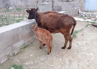 Atlar: Dişi, il: 1, 100 kq, Südlük, Ünvandan götürmə, Ödənişli çatdırılma — 2